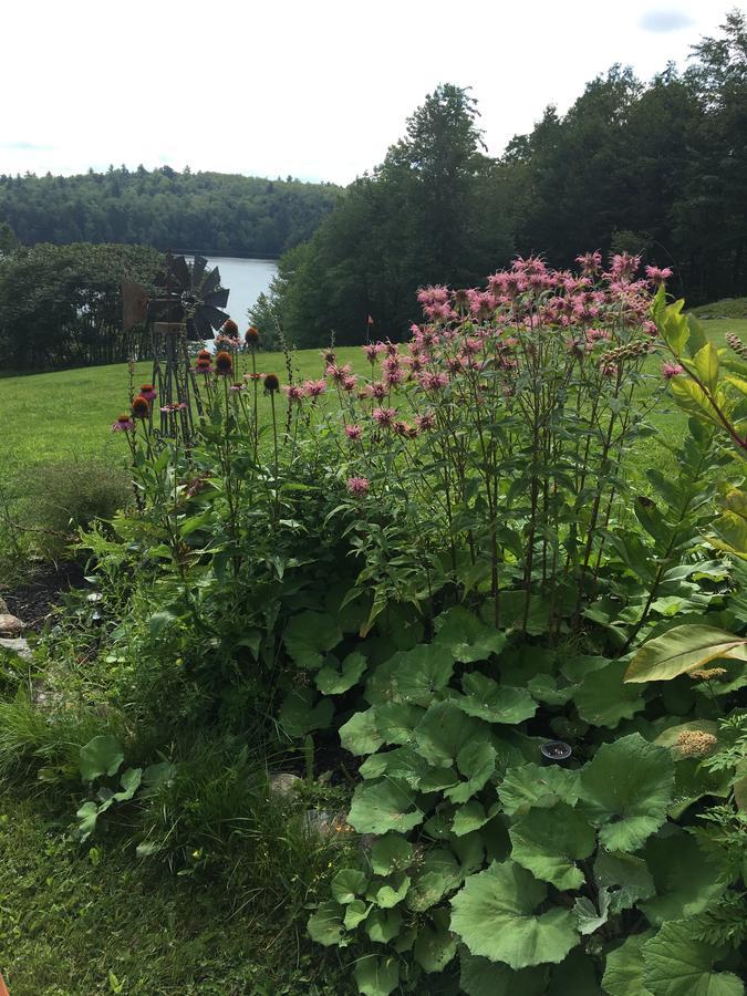Bed and Breakfast Hummingbird Hill Stoddard Екстер'єр фото